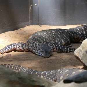 Perentie (Varanus giganteus)