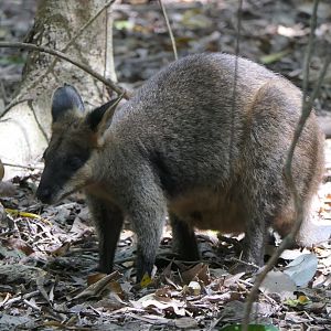 Swamp Wallaby (Wallabia bicolor)