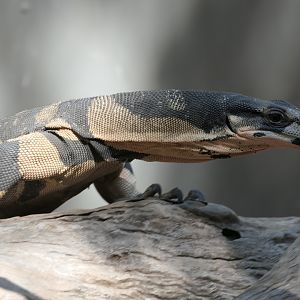 Lace Monitor - Bell's phase (Varanus varius)