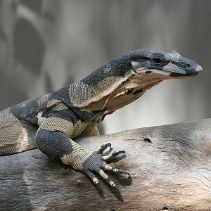 Lace Monitor - Bell's phase (Varanus varius)