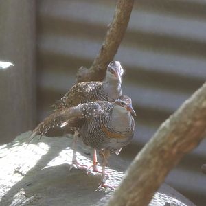 Buff-banded Rail (Hypotaenidia philippensis)