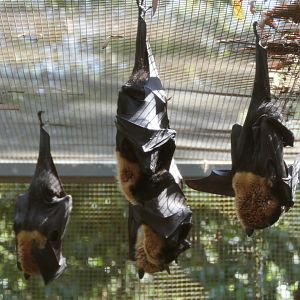 Spectacled Flying-fox (Pteropus conspicillatus conspicillatus)