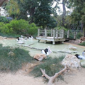 Australian Pelican enclosure