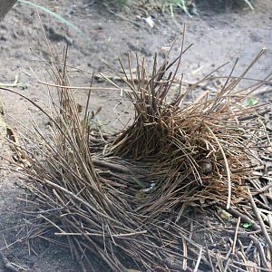 bower of Regent Bowerbird (Sericulus chrysocephalus)