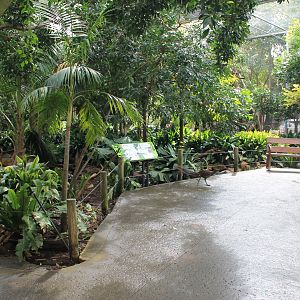 Australian Rainforest walk-through aviary