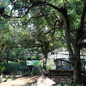 Asian walk-through aviary