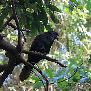 Black Lory (Chalcopsitta atra)