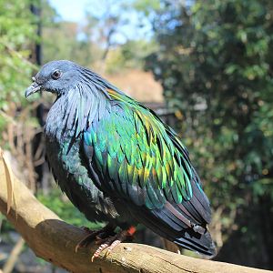 Nicobar Pigeon (Caloenas nicobarica)