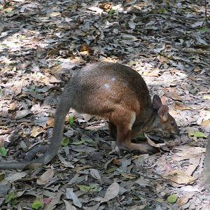 Red-legged Pademelon (Thylogale stigmatica)