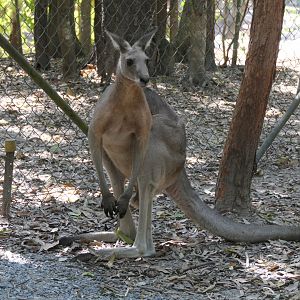 Eastern Grey Kangaroo (Macropus giganteus)