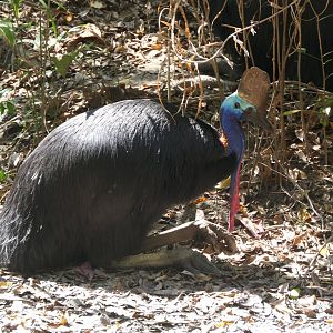 Southern Cassowary (Casuarius casuarius)