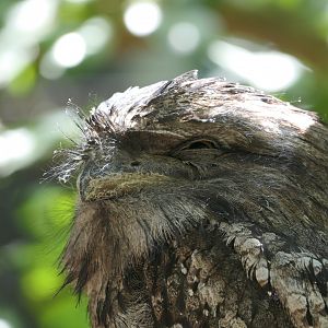 Tawny Frogmouth (Podargus strigoides)