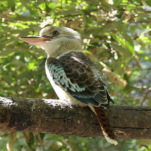 Blue-winged Kookaburra (Dacelo leachii)