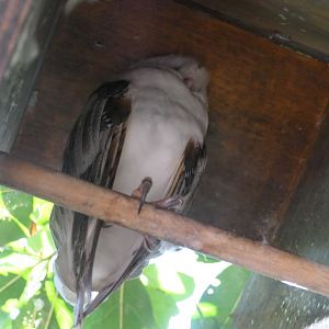 Eastern Barn Owl (Tyto deliculata)
