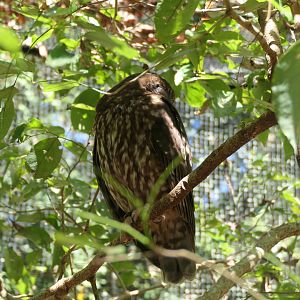 Southern Boobook (Ninox boobook)