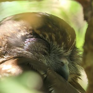 Southern Boobook (Ninox boobook)