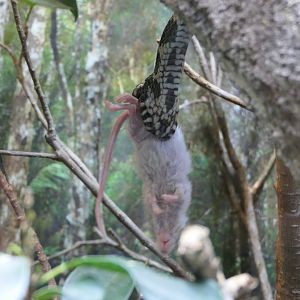 Stephen's Banded Snake (Hoplocephalus stephensii)