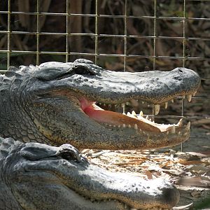 American Alligator (Alligator mississippiensis)