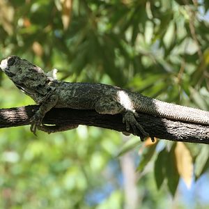 Frilled Lizard (Chlamydosaurus kingii)