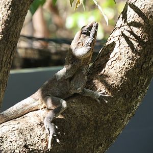 Frilled Lizard (Chlamydosaurus kingii)