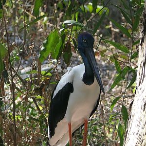 Black-necked Stork (Ephippiorhynchus asiaticus)