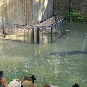 Saltwater Crocodile (Crocodylus porosus)