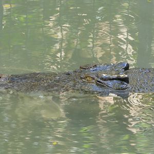 Saltwater Crocodile (Crocodylus porosus)