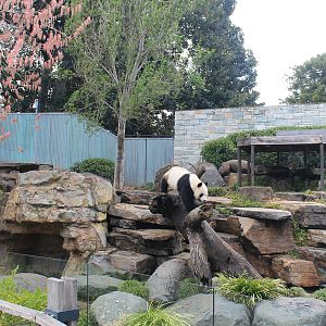 Giant Panda enclosure