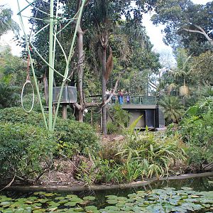 Northern White-cheeked Gibbon island