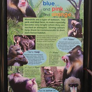 Mandrill signage