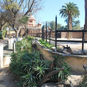Giraffe yard with Meerkats in front