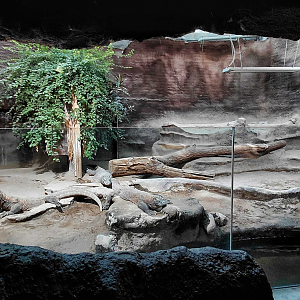 Komodo dragon exhibit