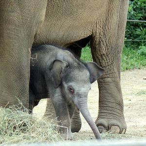 Rita Jean (Asian Elephant Calf), 2 weeks old