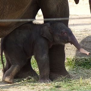 Rita Jean (Asian Elephant Calf), 2 weeks old