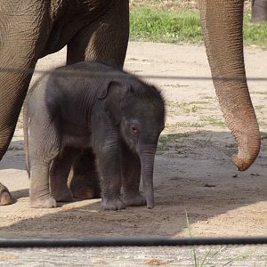 Rita Jean (Asian Elephant Calf), 2 weeks old