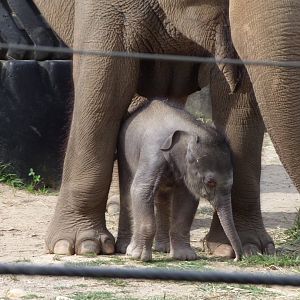 Rita Jean (Asian Elephant Calf), 2 weeks old