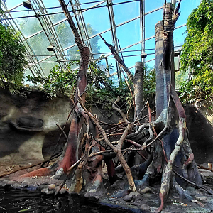 Pig-tailed macaque exhibit