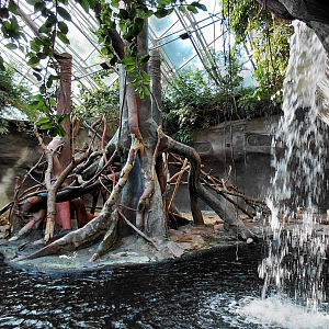 Pig-tailed macaque exhibit