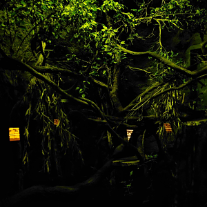 Cuscus exhibit - lights off