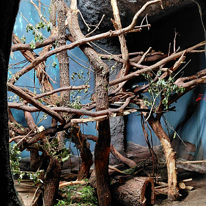 Porcupine + clouded rat exhibit