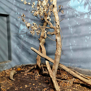 Chinese pangolin exhibit