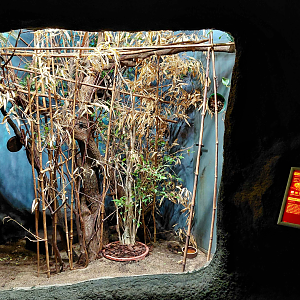 Sunda slow loris exhibit