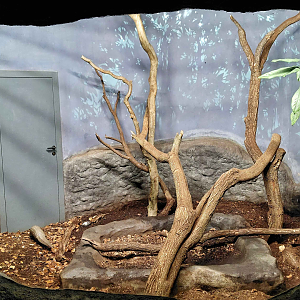 Chinese pangolin exhibit