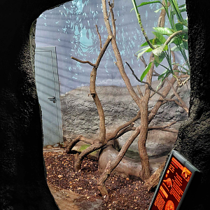 Chinese pangolin exhibit