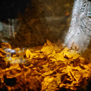 Chinese pangolin den