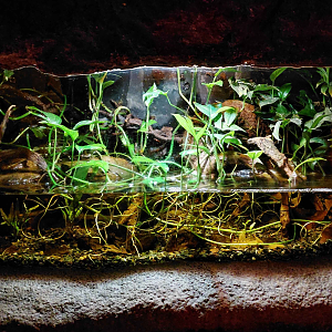 Earless monitor lizard exhibit