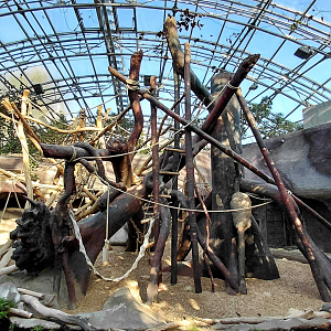 Orangutan indoor exhibit