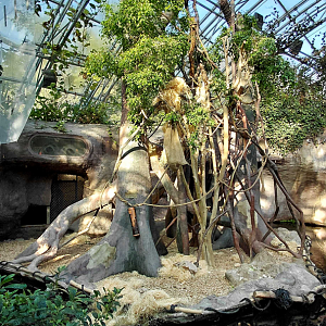 Orangutan indoor exhibit