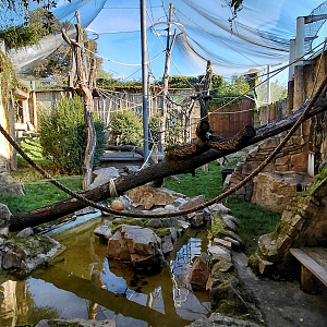 Orangutan outdoor exhibit