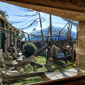 Orangutan outdoor exhibit